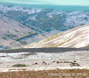 Photo of Exmoor Deer in Winter