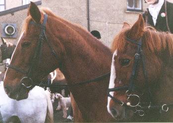 Photo of chestnut horses at Hemyock's Boxing Day Meet.